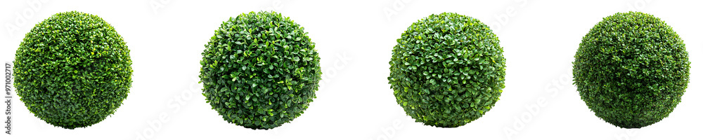 Set, collection of Boxwood topiary shaped like a ball isolated on transparent background. Set, collection of Boxwood topiary shaped like a ball isolated on transparent background.