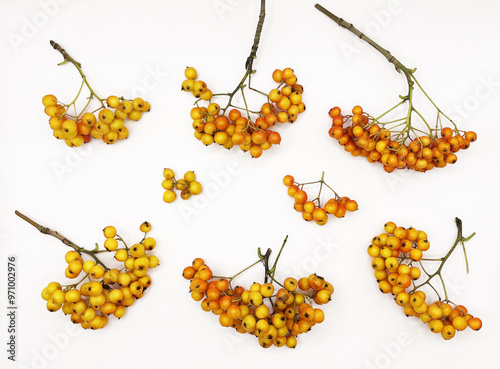 Lots of beautiful ripe rowan berries on a white background photo