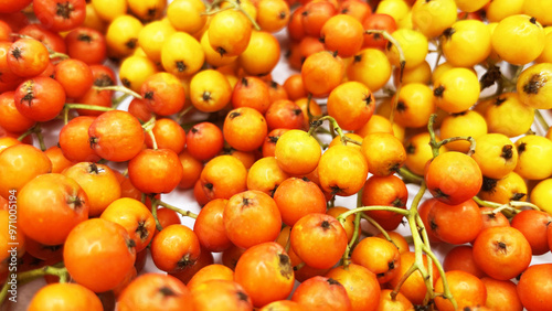 Принти на полотні Lots of beautiful ripe rowan berries on a white background