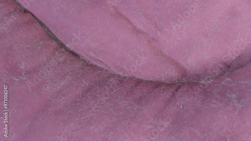 Cleaning a dog bed from hair with a vacuum cleaner. Vacuuming hair from a dog bed. Cleaning a pet's bed