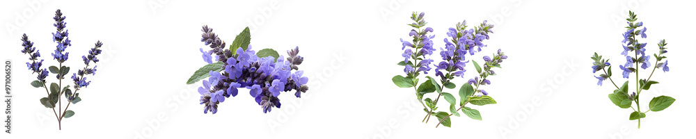 Obraz premium Set, collection of Catmint flower isolated on transparent background.