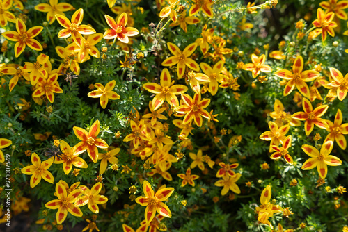 A close-up view of Bidens ferulifolia 'Blazing Star Bidens' surrounded by leaves photo