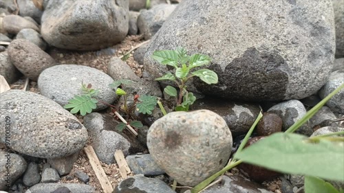 a plant that is sensitive to stimuli (Mimosa Pudica Linn) when touched with a finger closes its leaves, this plant protects itself like that in science and looks very attractive photo