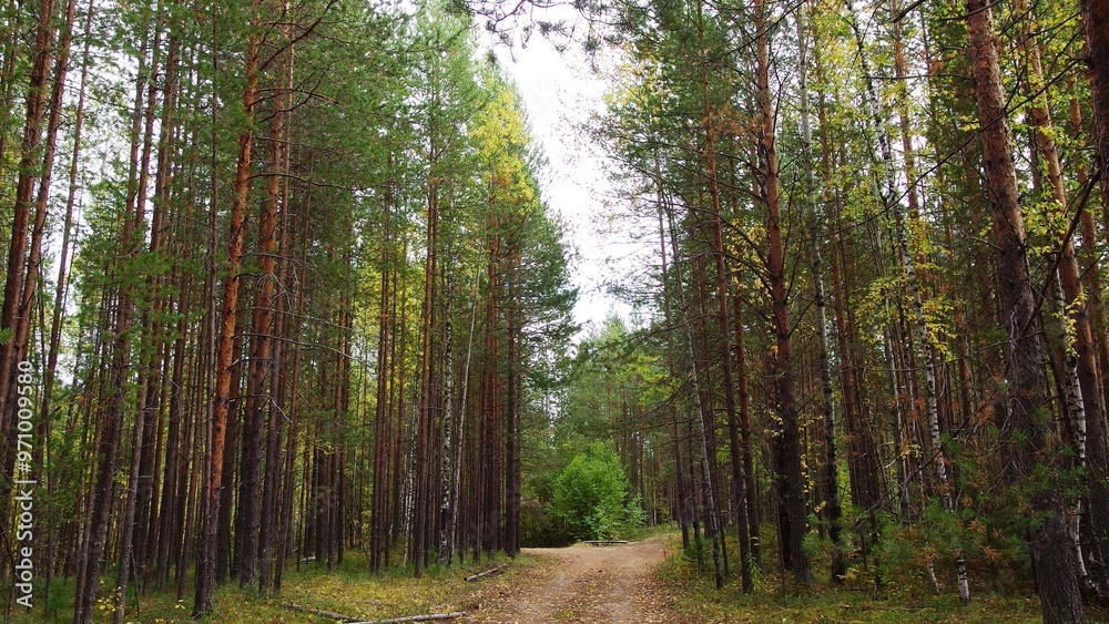 a forest scene with a dirt path running through the middle. Tall, slender trees with thin trunks and green foliage line both sides of the path, creating a natural corridor a forest scene with a dirt path running through the middle. Tall, slender trees with thin trunks and green foliage line both sides of the path, creating a natural corridor