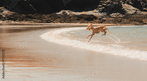 Картината върху платно A playful Whippet dog running through shallow water on a sandy beach, splashing