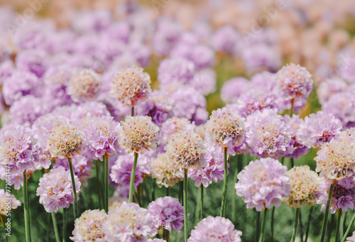Fototapeta Naklejka Na Ścianę i Meble -  vibrant purple Thrift (Sea-pink, Cliff Clover) flowers blooming in Cornwall, UK, beautiful natural coastal wildflower meadow, scenic floral nature scene