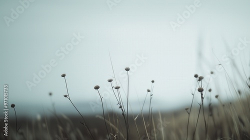 Serene grassland at dawn: minimalist nature scene for spring designs
