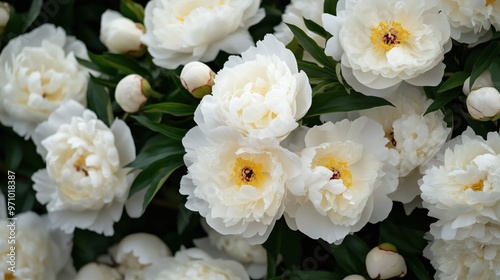 Spring floral design: vibrant white peony wall for elegant decoration