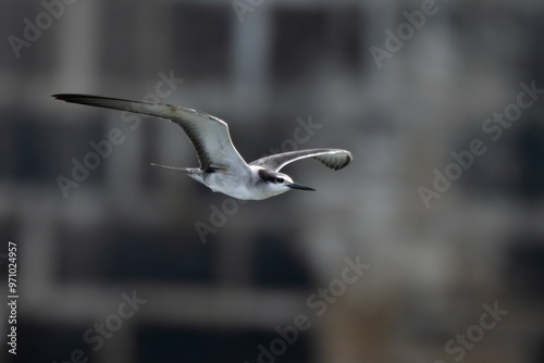 bridled tern (Onychoprion anaethetus), a seabird observed near Mumbai coast in Maharashtra, India photo