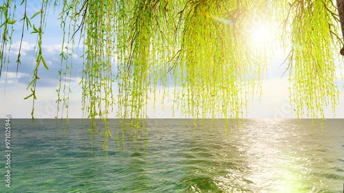 Willow tree in spring sunshine photo