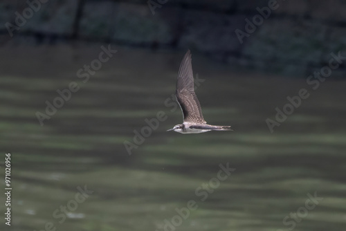 bridled tern (Onychoprion anaethetus), a seabird observed near Mumbai coast in Maharashtra, India photo