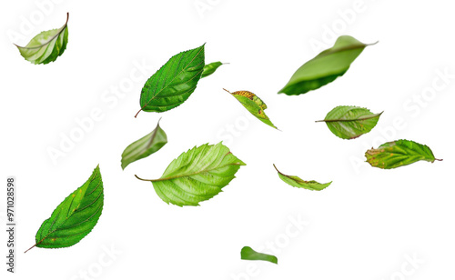 PNG Green leaves floating gracefully