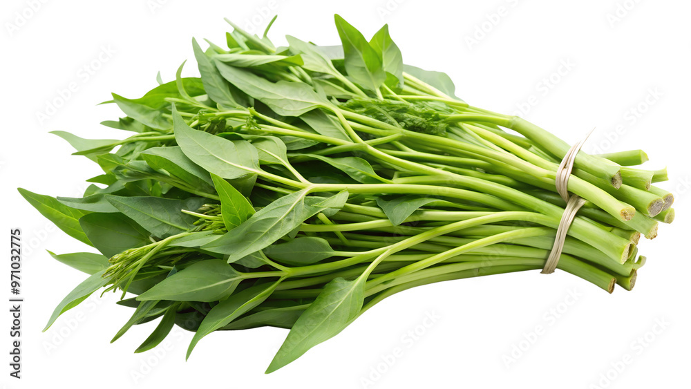 Fototapeta premium Water convolvulus or water spinach on transparent or white background.
