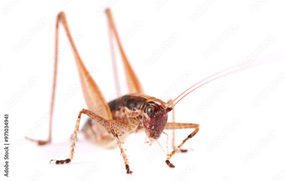 Shield-backed Katydids (Tettigoniinae) isolated on white, side view Shield-backed Katydids (Tettigoniinae) isolated on white, side view