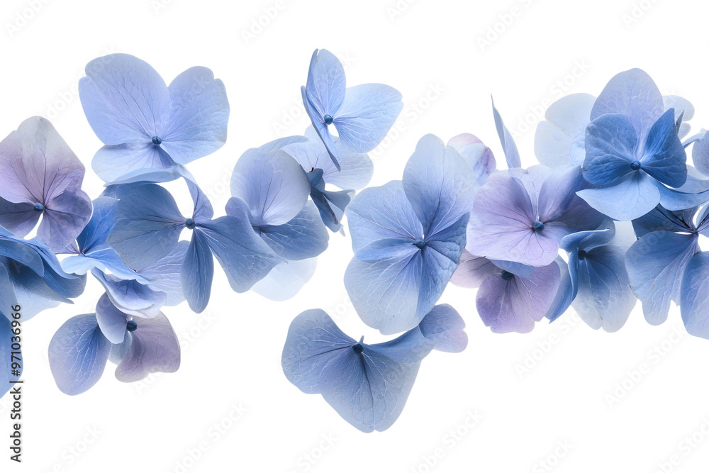 Fototapeta premium Purple floral bloom isolated on white background