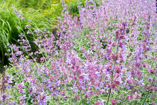 Catnip fassenii. many small purple flowers that are used in medicinal medicine