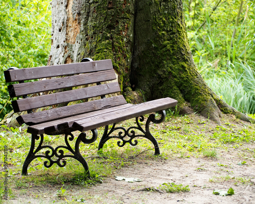 on the left Wooden old bench stands near a wide big tree with moss among the forest of the park. copy space. walk. on the left Wooden old bench stands near a wide big tree with moss among the forest of the park. copy space. walk.