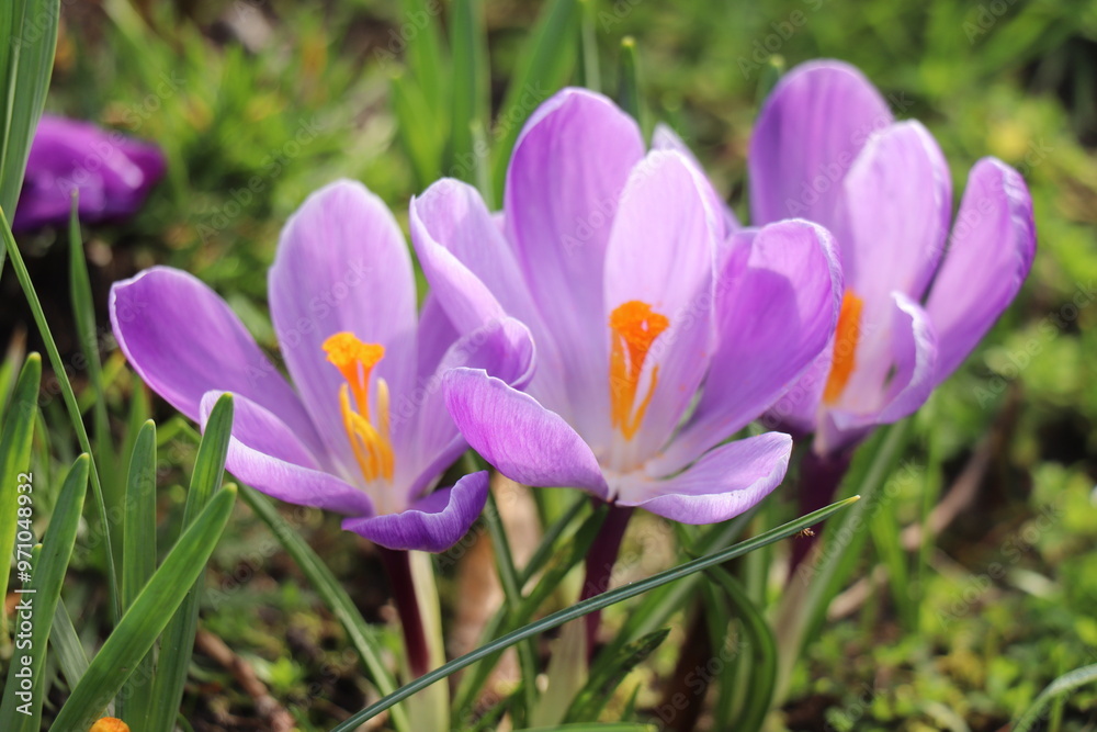 Soft pink crocuses in spring sunlight Soft pink crocuses in spring sunlight
