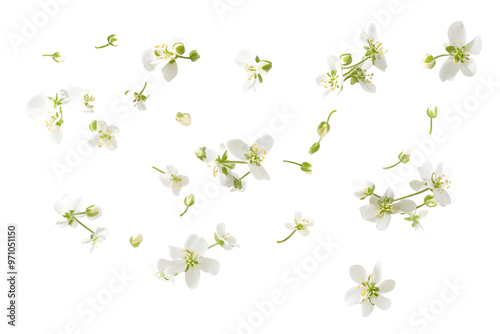 Wallpaper Mural Fresh thyme sprigs with vibrant flowers on a white background, perfect for spring floral design or food decoration Torontodigital.ca