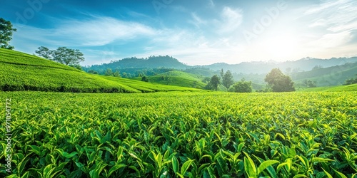 Vibrant green tea fields bathed in sunlight, showcasing rolling hills under a clear blue sky.