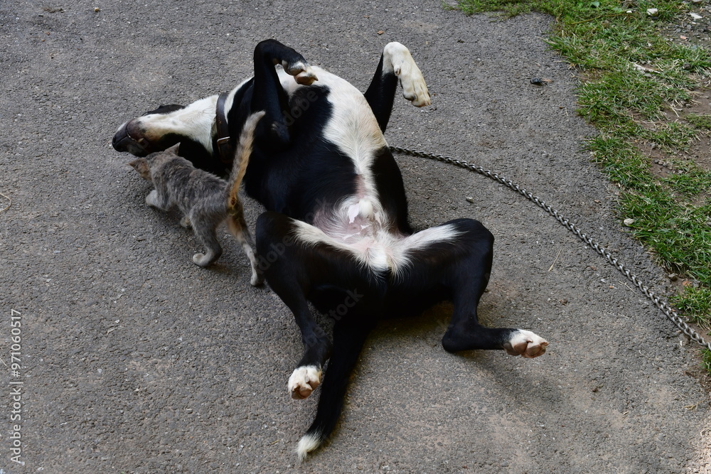 Ein Hund und seine Katze