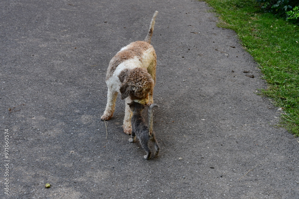 Ein Lagotto Romagnolo Hund und eine Katze