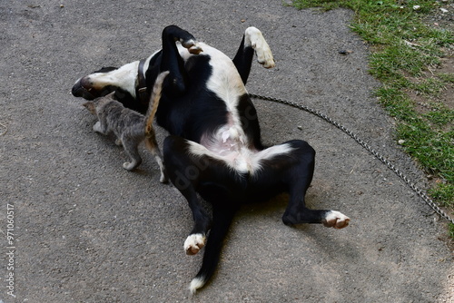 Obraz na płótnie Ein Hund und seine Katze w salonie
