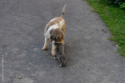 Obraz na płótnie Ein Lagotto Romagnolo Hund und eine Katze w salonie