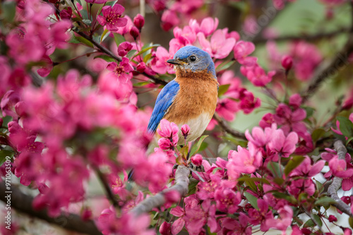 Male Eastern Bluebird surrounded by vivid pink Crabapple Blossoms on a Spring Day.
