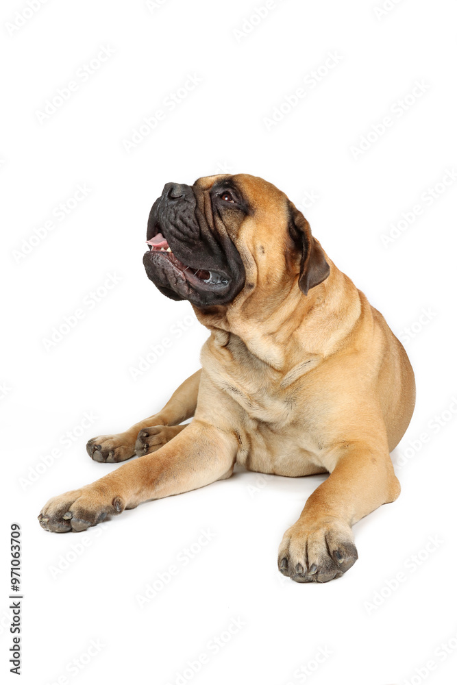 lying big bullmastiff dog isolated on white lying big bullmastiff dog isolated on white