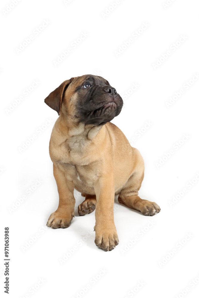 bullmastiff puppy isolated on white background bullmastiff puppy isolated on white background