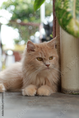 A serene Persian cat with a luxurious cream coat relaxes on a patio, showcasing its majestic fur and piercing yellow eyes.