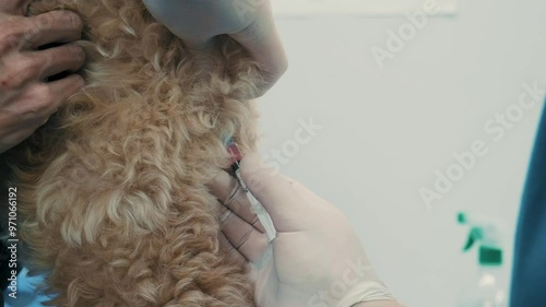 Veterinarian gives injection to a dogt in a vet clinic. Vet gives vaccination to puppy. Pet care and treatment concept photo