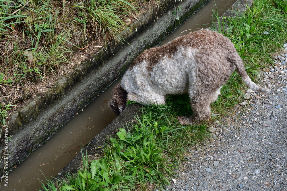 Ein Lagotto Romagnolo Hund trinkt