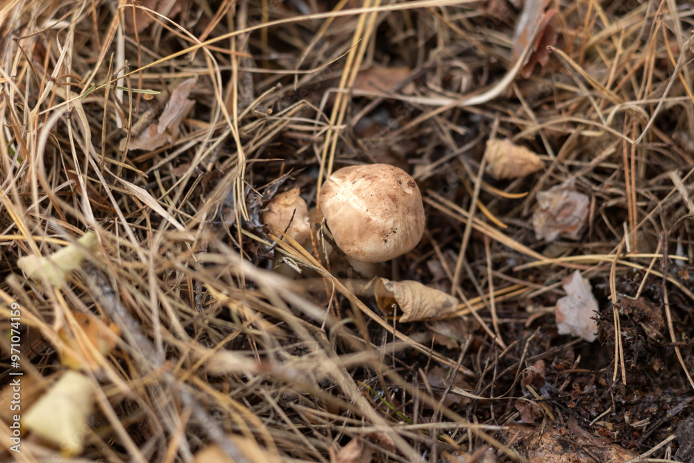 nest of eggs nest of eggs
