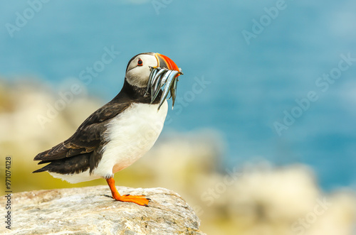 Puffin, Scientific name: Fratercula arctica. Atlantic puffin with a beak full of sand eels,  facing right on a rock overlooking the sea. Puffins are sadly declining in number. Horizontal.  Copy space. photo