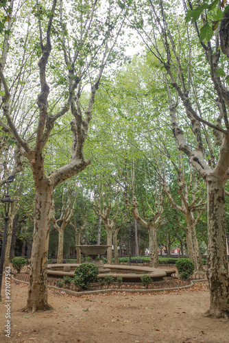 Olot, Spain - 7 August, 2024: Trees in the Plaza de Clara, Olot, Catalonia photo