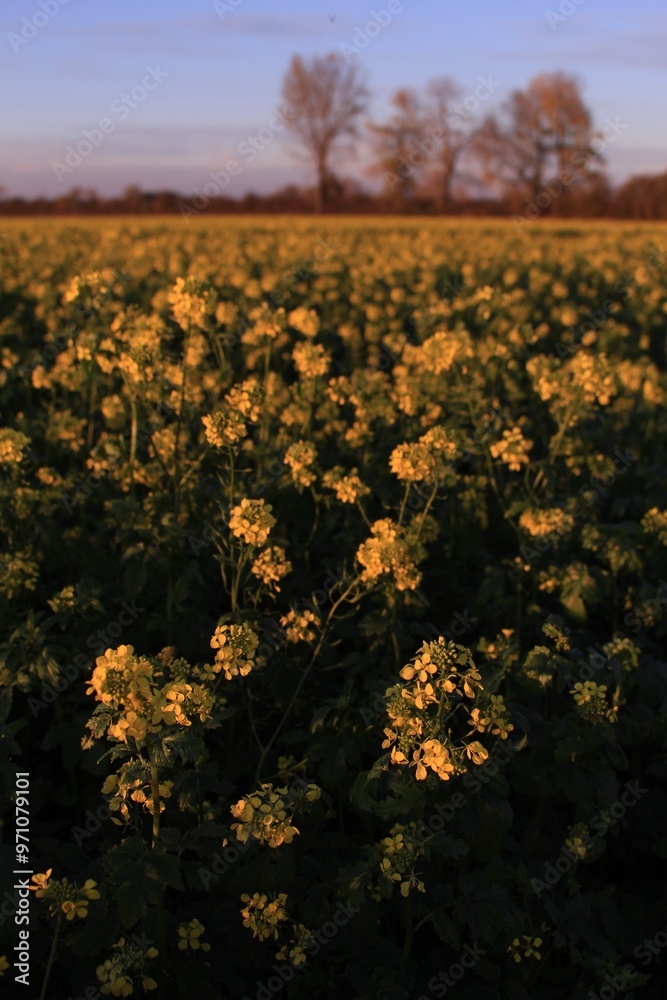 Naklejka premium Yellow flowers in the sun