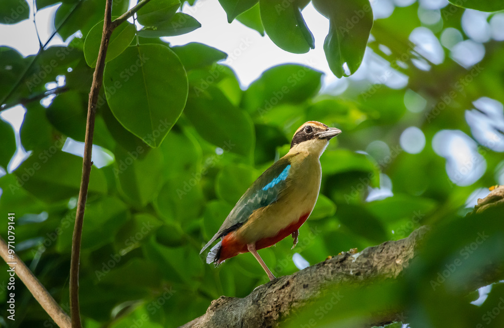 Fairy Pitta in park of Thailand.