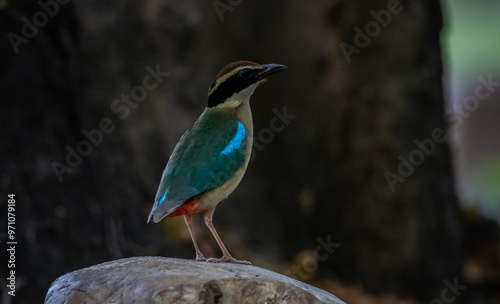 Obraz na płótnie Fairy Pitta in park of Thailand. w salonie