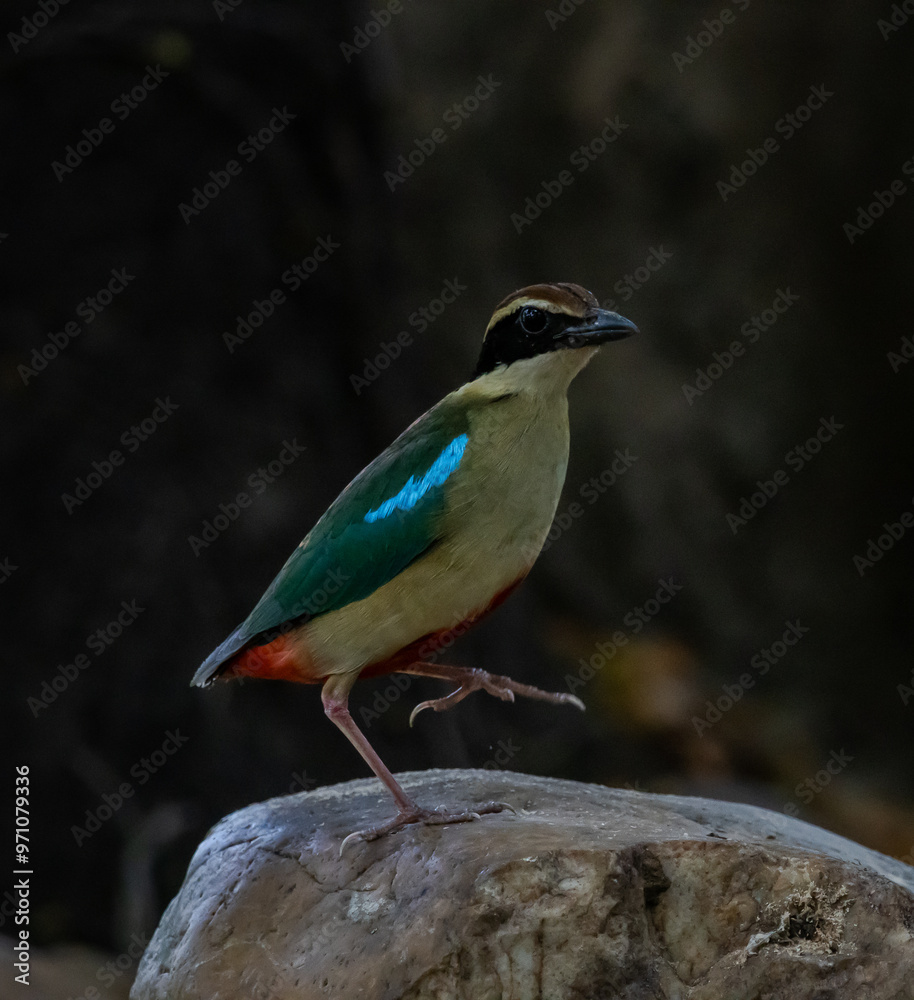 Fairy Pitta in park of Thailand.