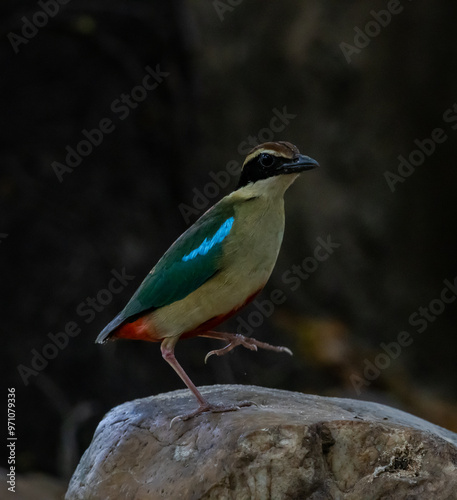 Obraz na płótnie Fairy Pitta in park of Thailand. w salonie