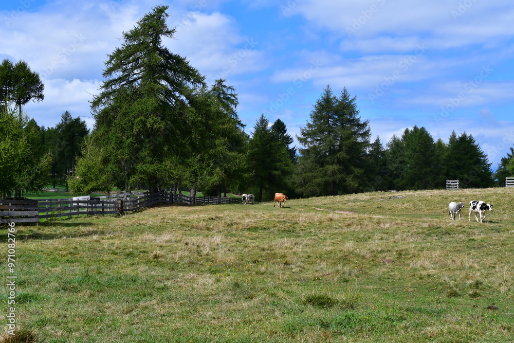 Schöne Landschaft mit Kühen auf der Weide am Salten in Südtirol