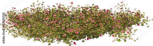 Photos nepal cinquefoil miss willmott hq arch viz cutout plants