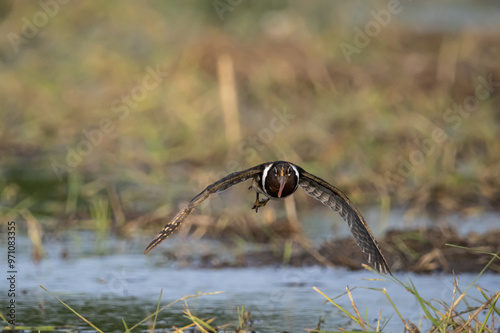 Obraz na płótnie Greater painted-snipe Pair and build nests during the rainy season. Pongvids are often found in swamps in Africa, South Asia, and Southeast Asia.
w salonie