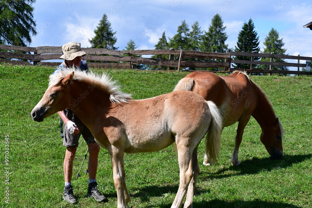 Ein Mann streichelt ein Haflinger Pferd auf einer Weide in Südtirol