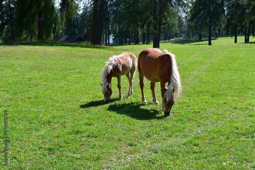Haflinger Pferde auf dem Salten in Süd