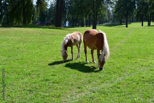 Obraz na płótnie Haflinger Pferde auf dem Salten in Süd w salonie