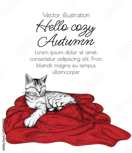 Vector illustration of a striped cat on a red blanket in engraving style
