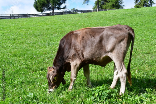 Obraz na płótnie Eine Kuh auf der Weide am Salten in Südtirol w salonie
